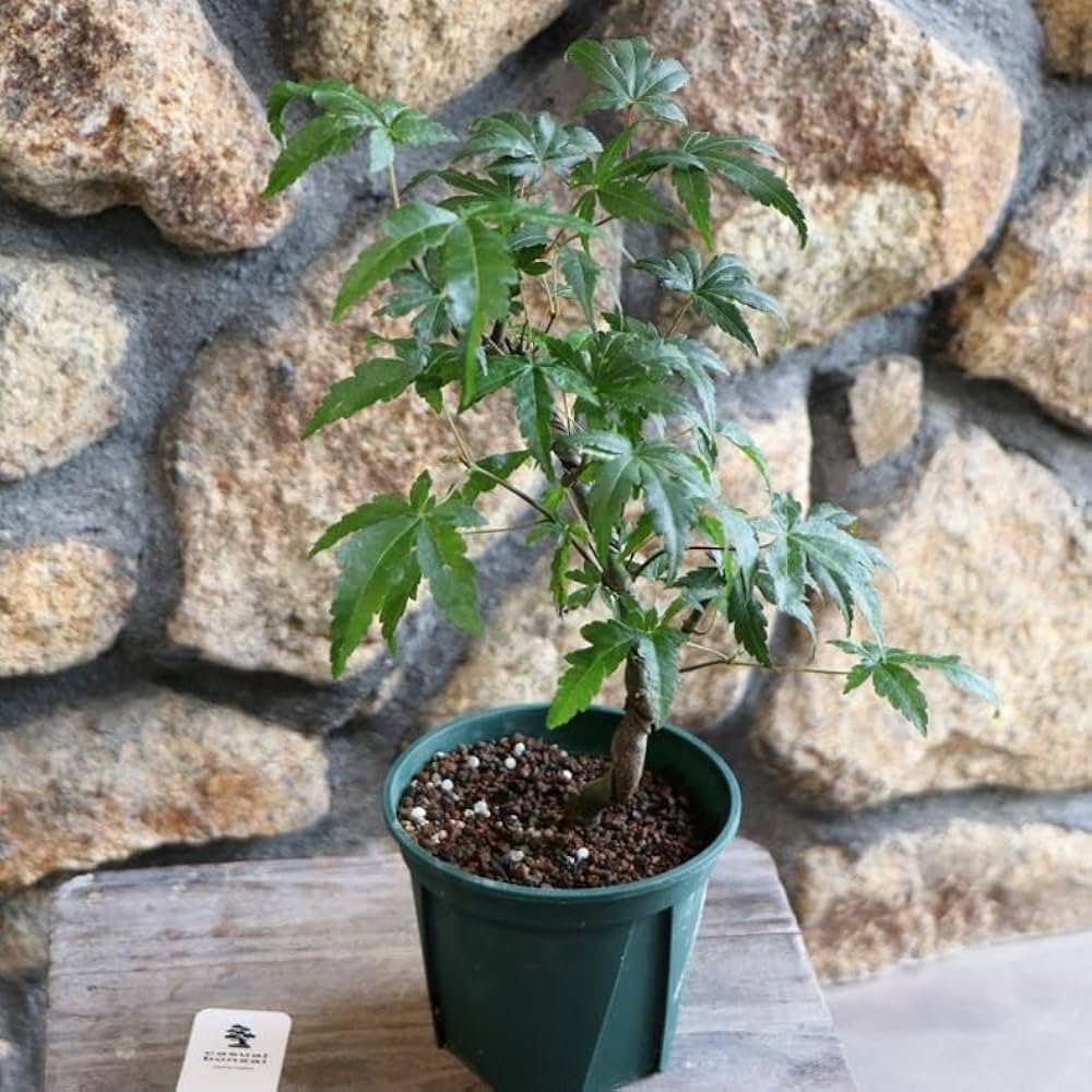 ヤマモミジ　紅葉　盆栽　4.5号陶器鉢つき　幹太❗ 送料無料 山紅葉 ヤマモミジ 盆栽 黒陶器鉢 下皿セット モミジ